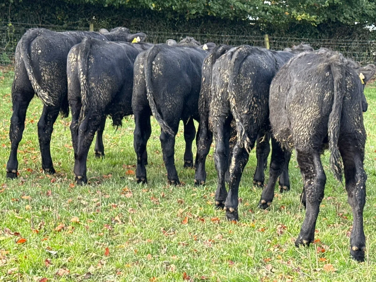8 Angus Bull Weanlings - Image 3