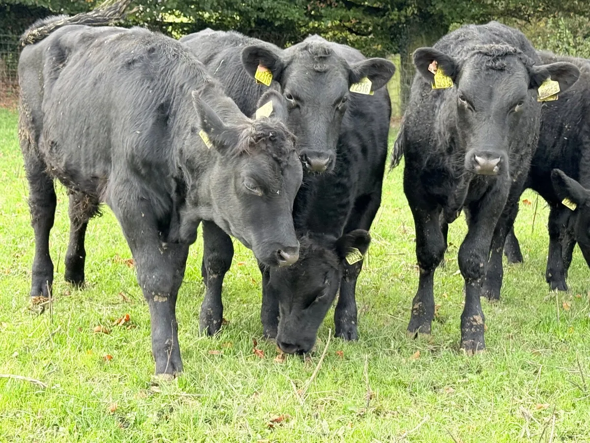 8 Angus Bull Weanlings - Image 4