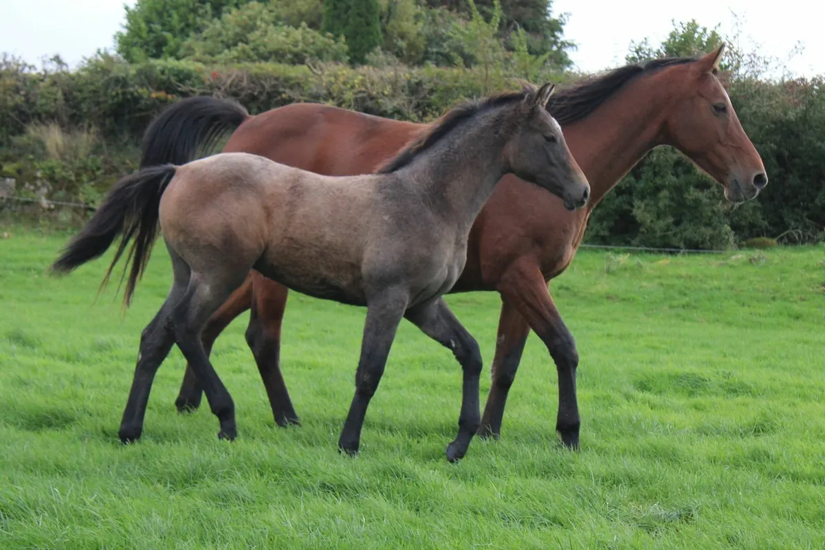Filly foal by Quality Time - Image 3