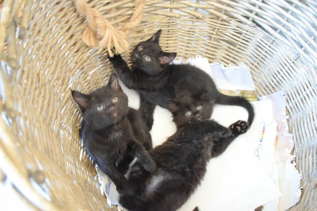 Kittens For Sale - Image 1
