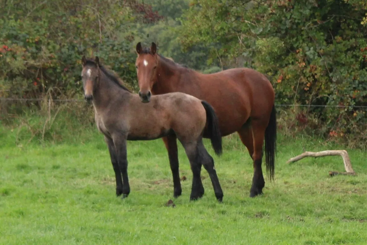 Filly foal by Quality Time - Image 4