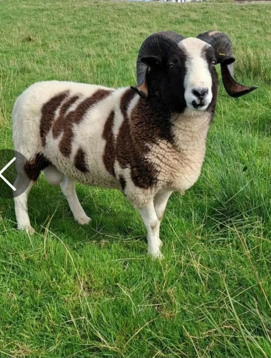 Pedigree Jacob Ram - Image 4