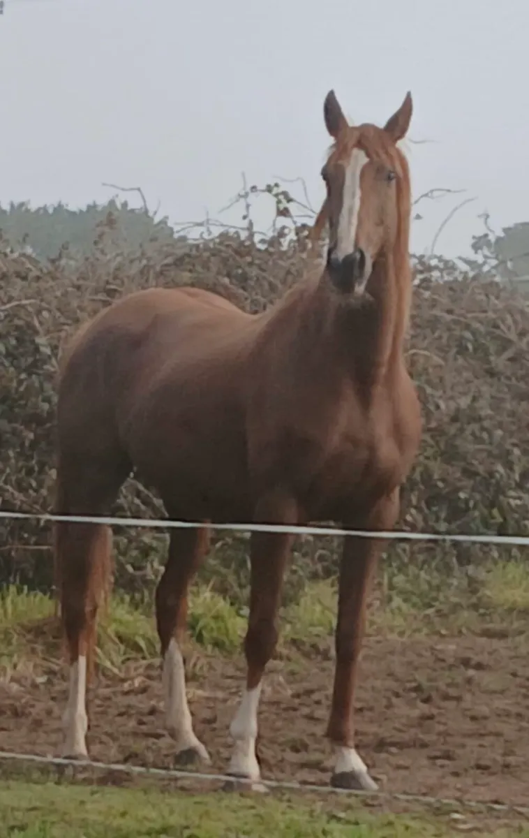 Brood mare - Image 1