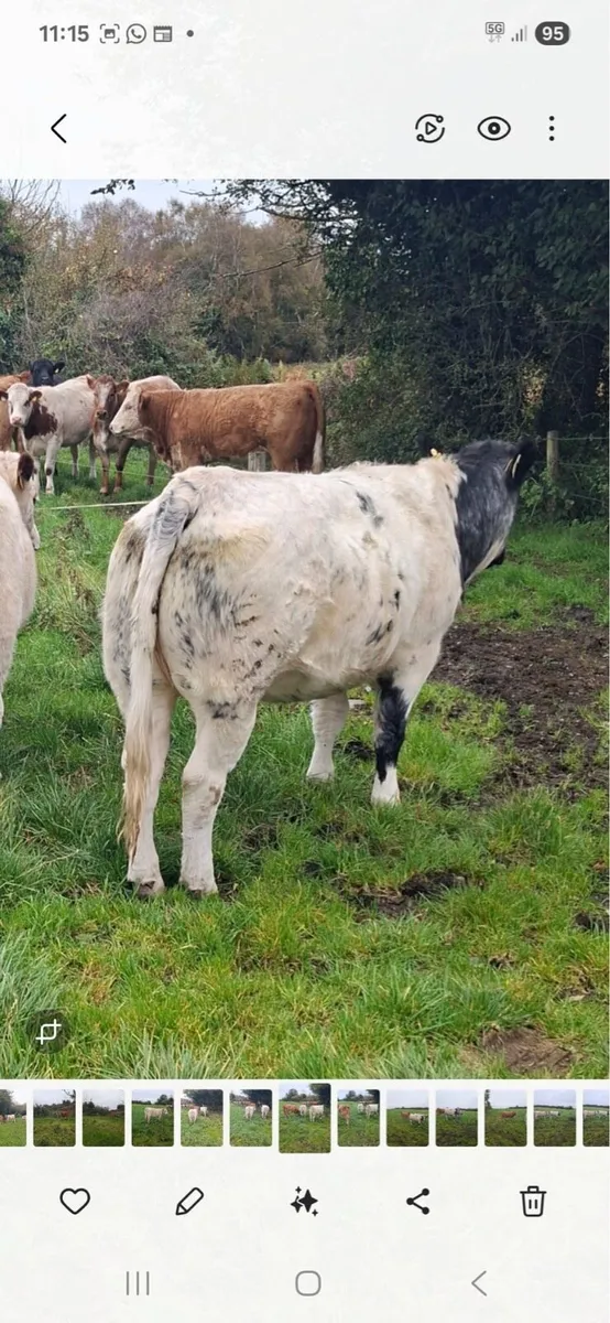 Heifers for Sale - Image 1