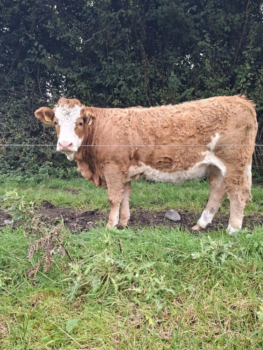 Heifers for Sale - Image 2
