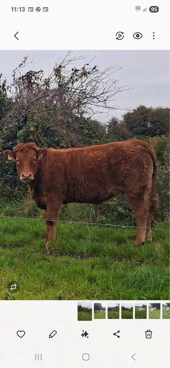 Heifers for Sale - Image 3
