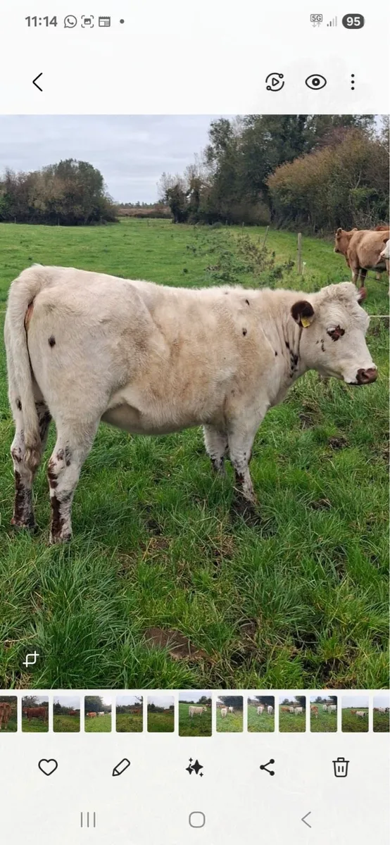 Heifers for Sale - Image 4