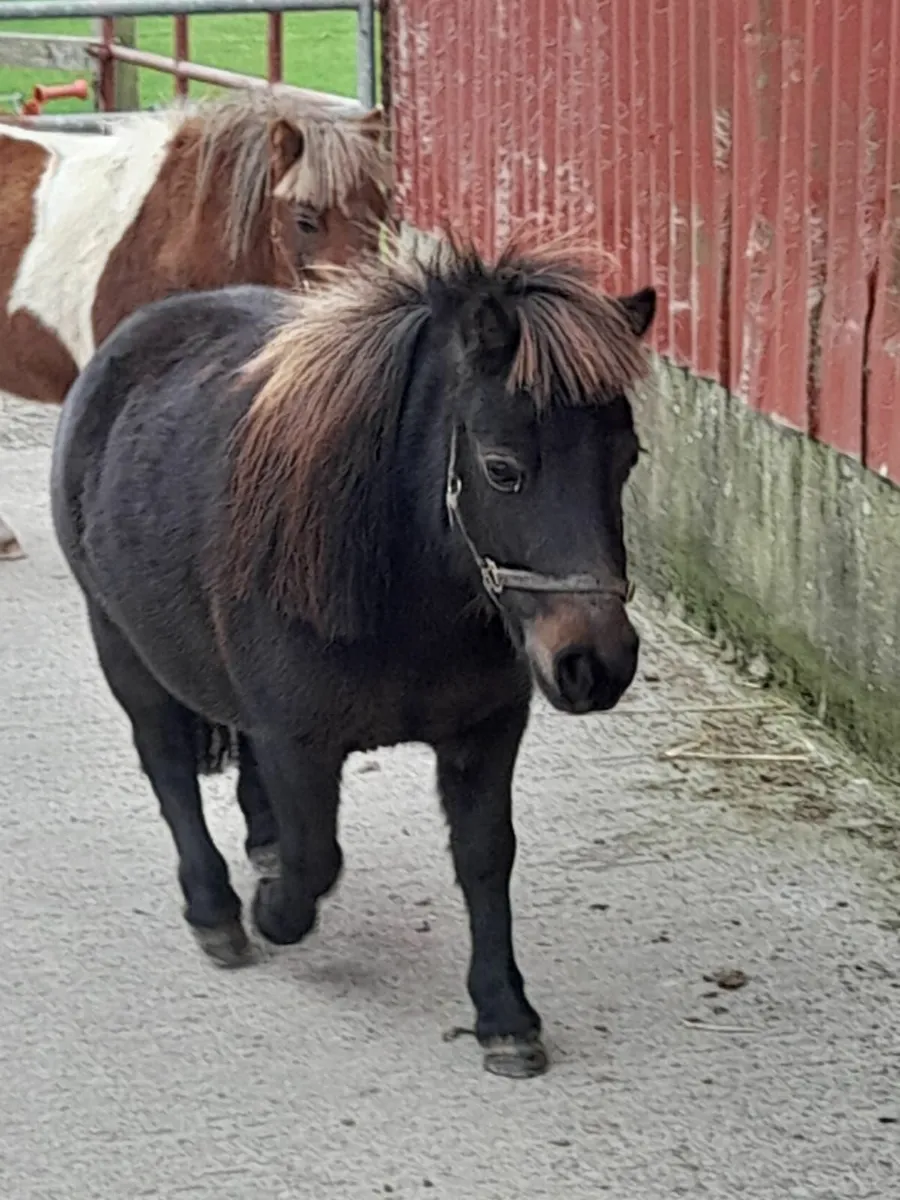 Shetland pony - Image 2