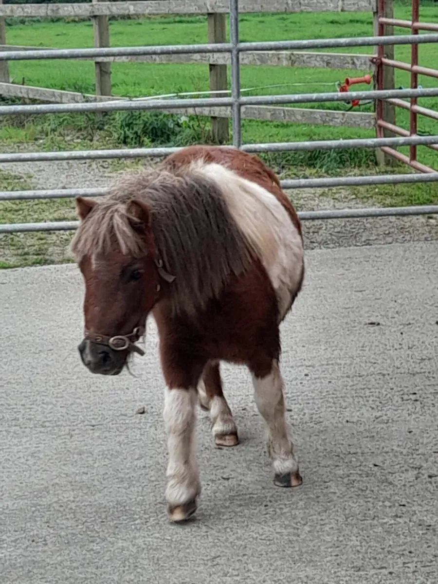 Shetland pony - Image 3