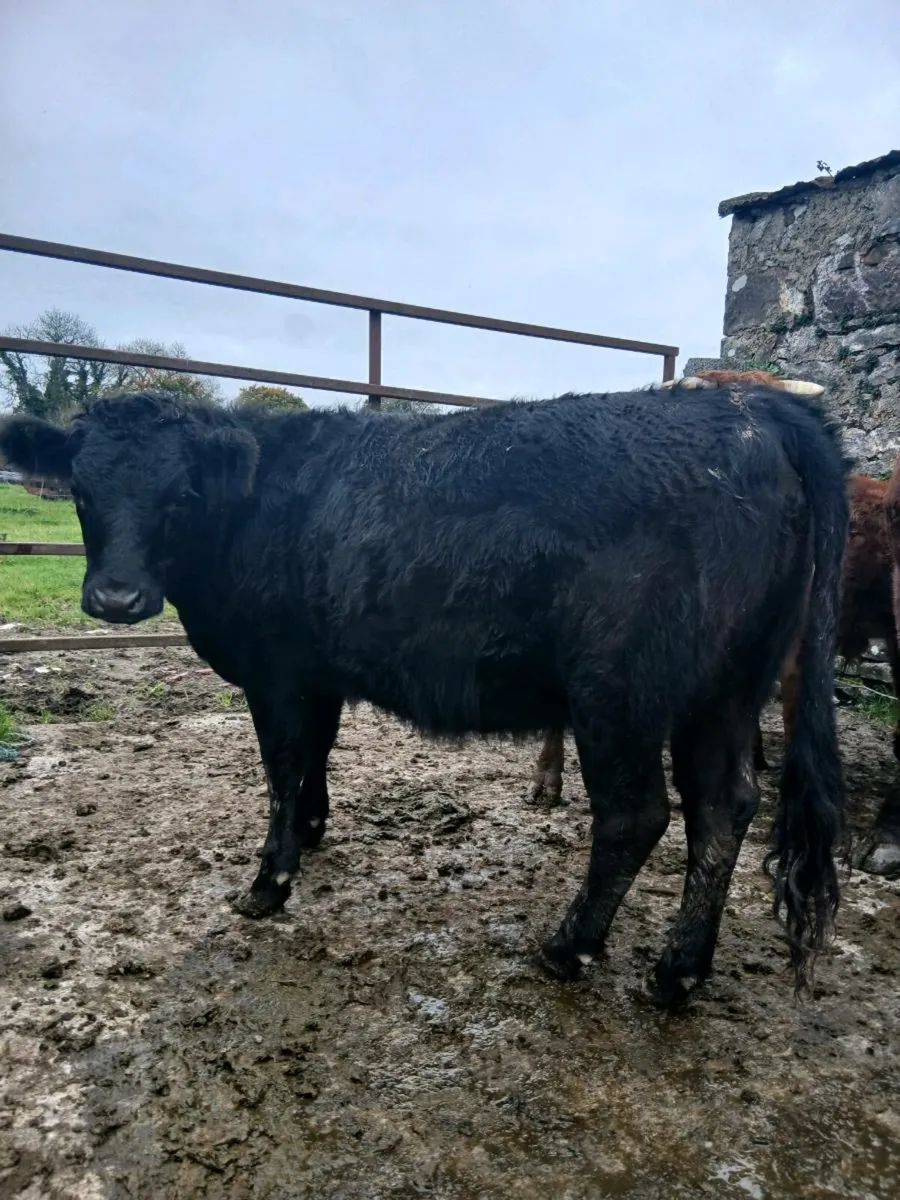 Dexter Cattle - Image 1