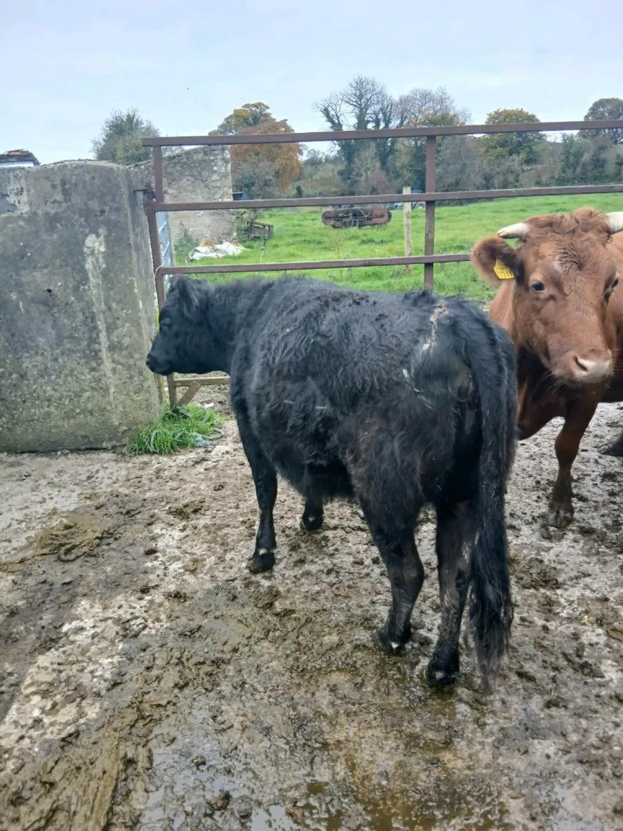 Dexter Cattle - Image 2