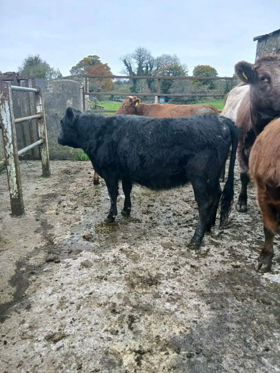Dexter Cattle - Image 3