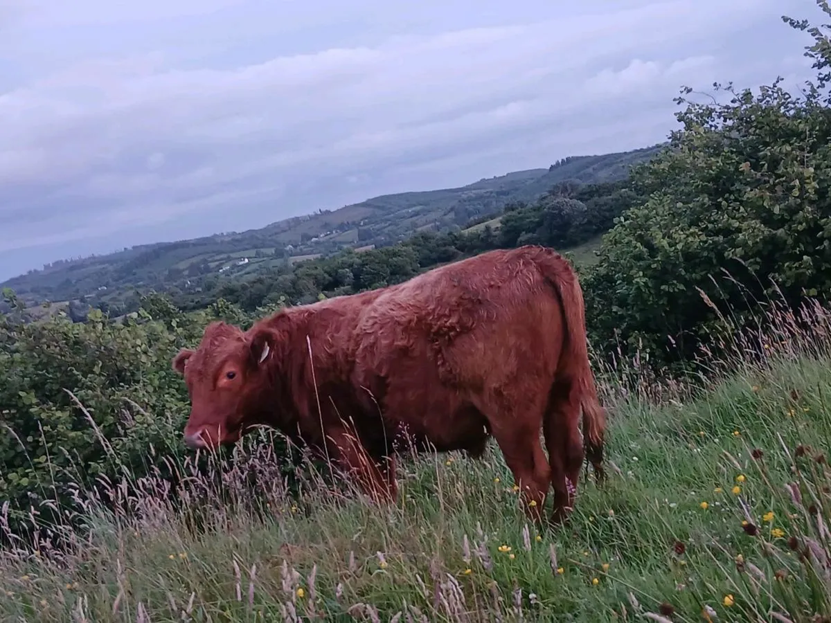 Dexter Cattle - Image 4