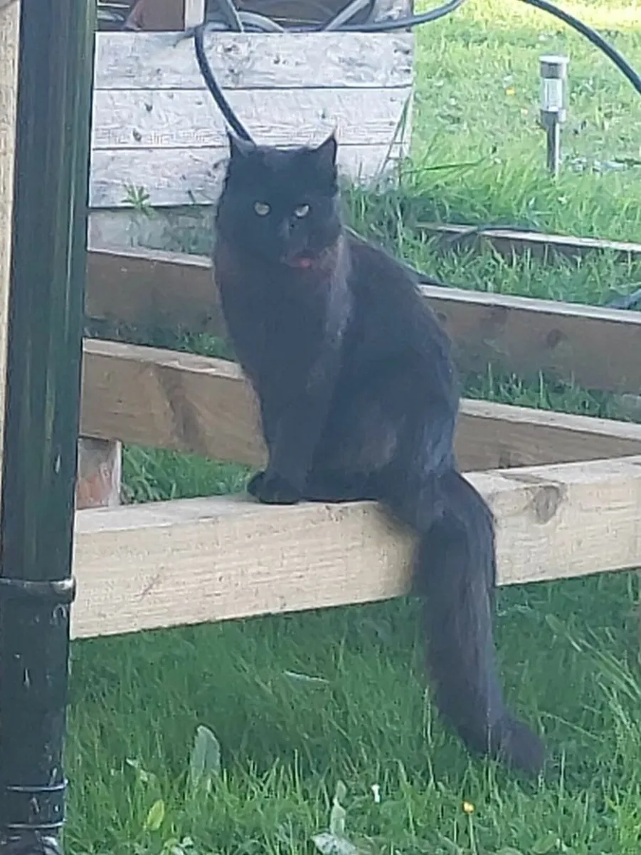Kittens For Sale - Image 2