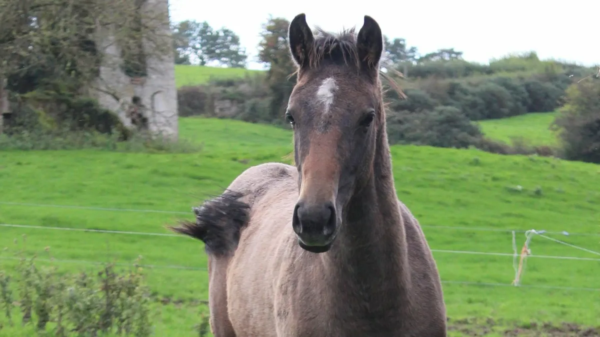 Filly foal by Quality Time - Image 1