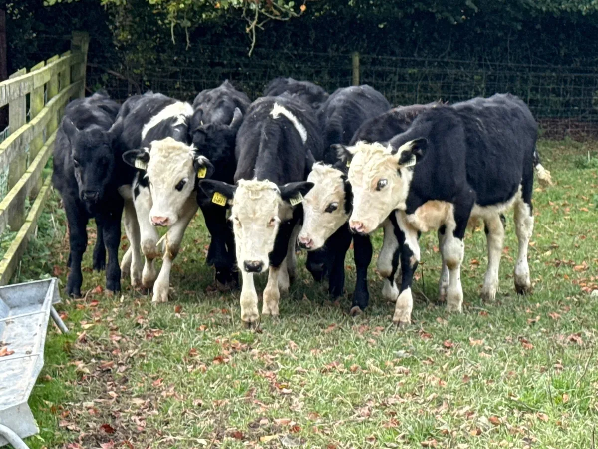 8 Hereford & Angus Bull Weanlings - Image 2