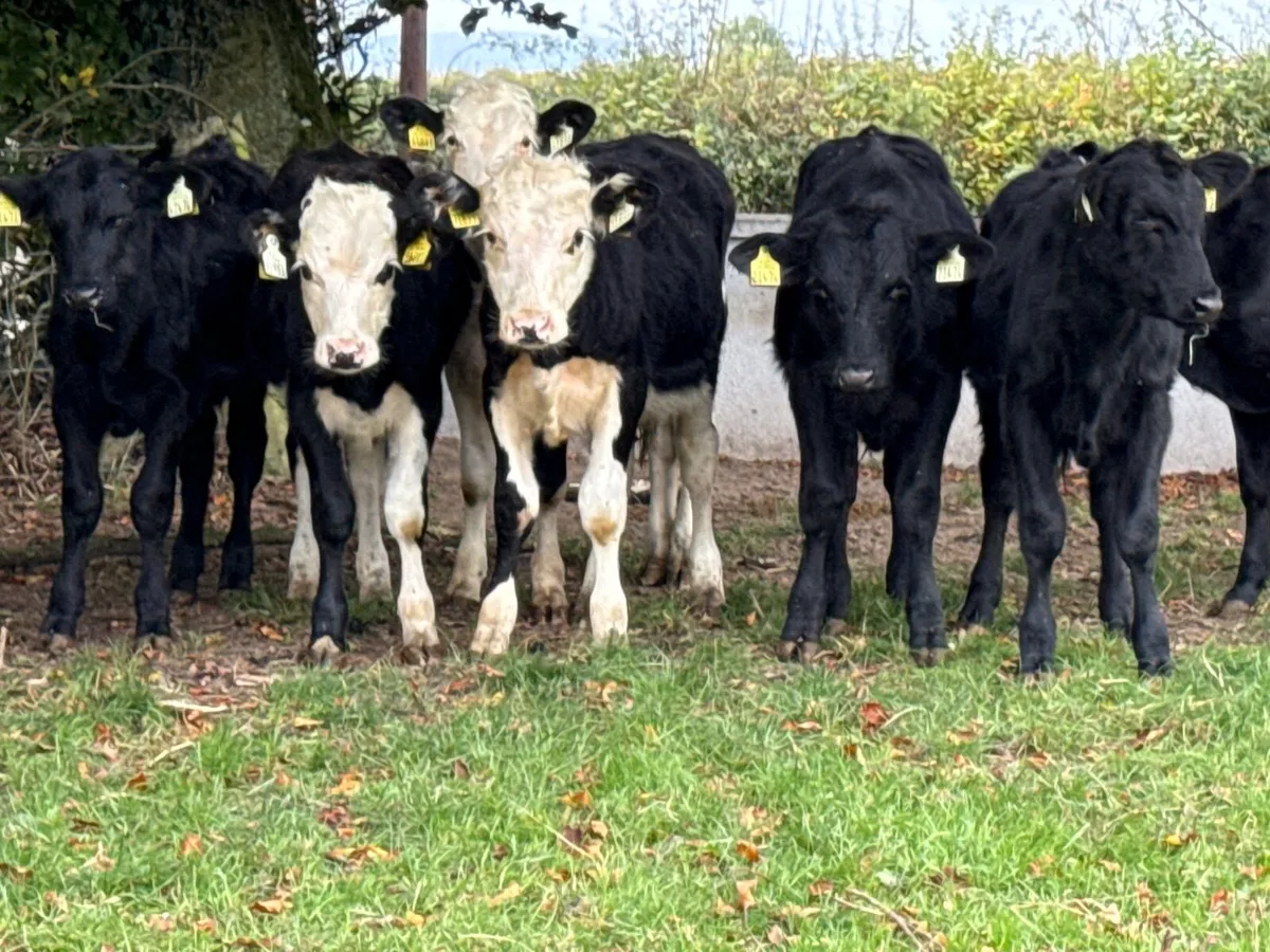 8 Hereford & Angus Bull Weanlings - Image 3