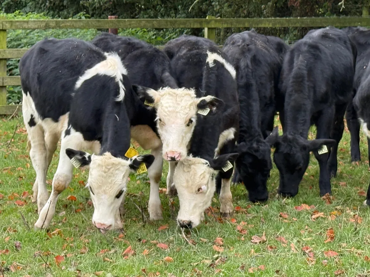 8 Hereford & Angus Bull Weanlings - Image 4