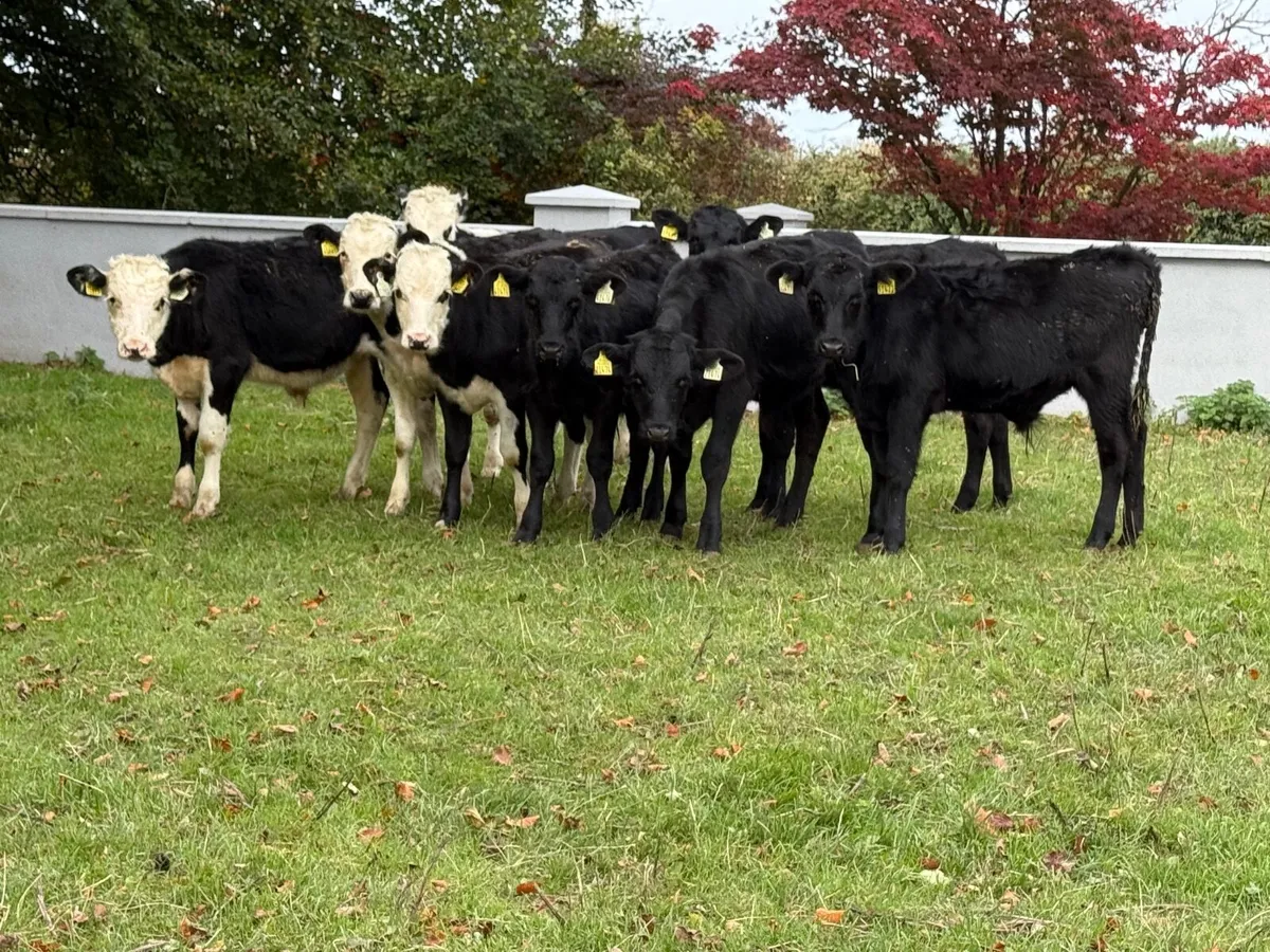 8 Hereford & Angus Bull Weanlings - Image 1