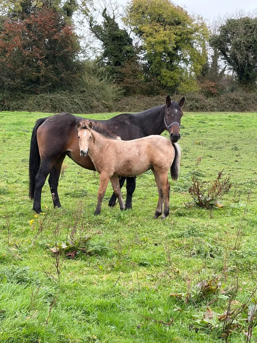 Gwennic Filly Foal - Image 1