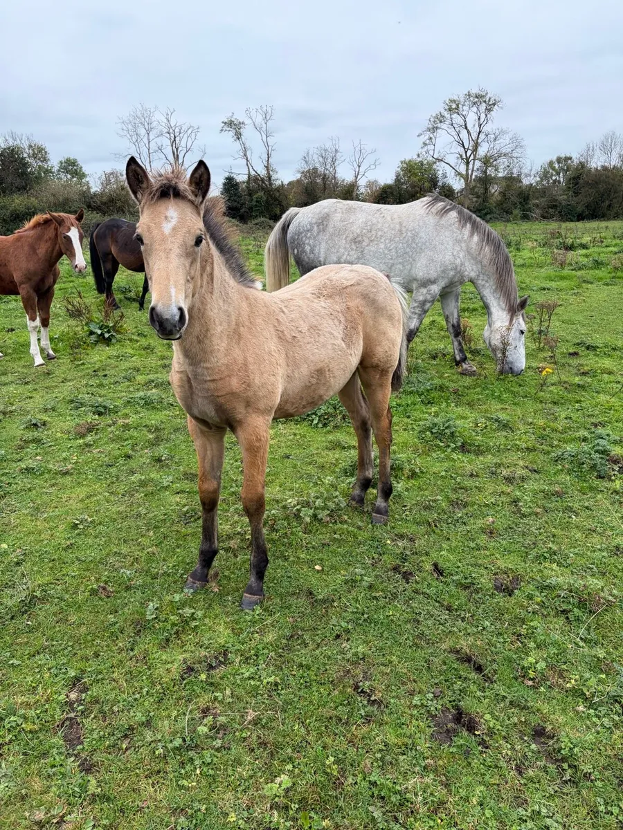 Gwennic Filly Foal - Image 2