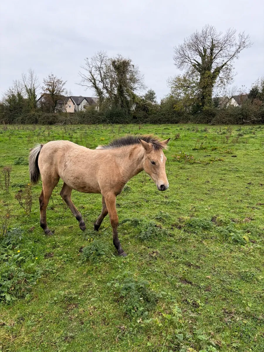 Gwennic Filly Foal - Image 3