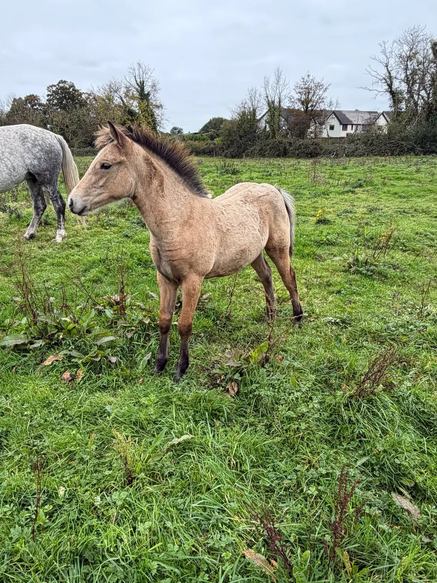 Gwennic Filly Foal - Image 4
