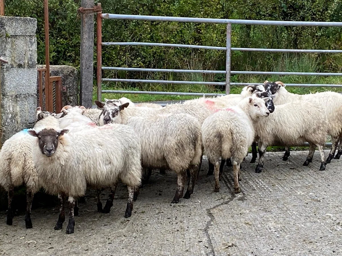 Organic ewe lambs - Image 1