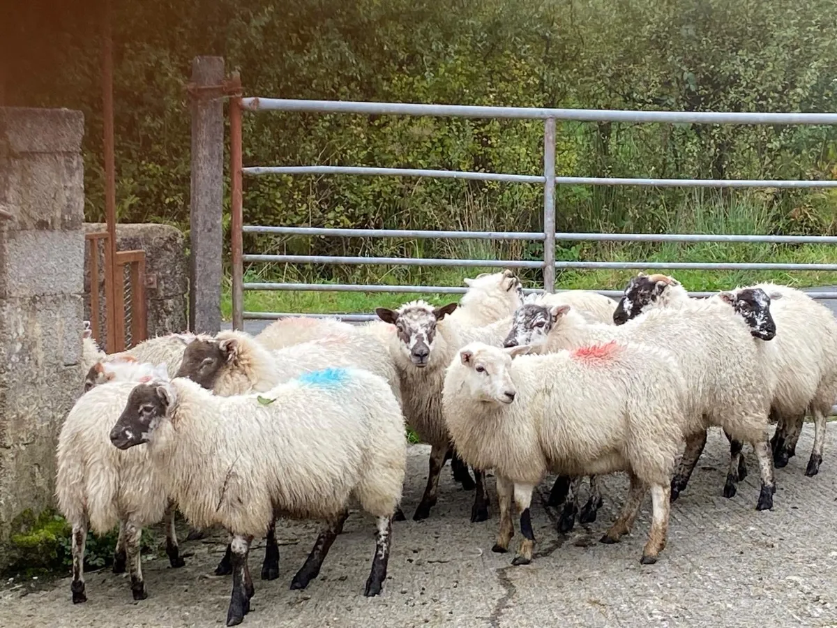 Organic ewe lambs - Image 2