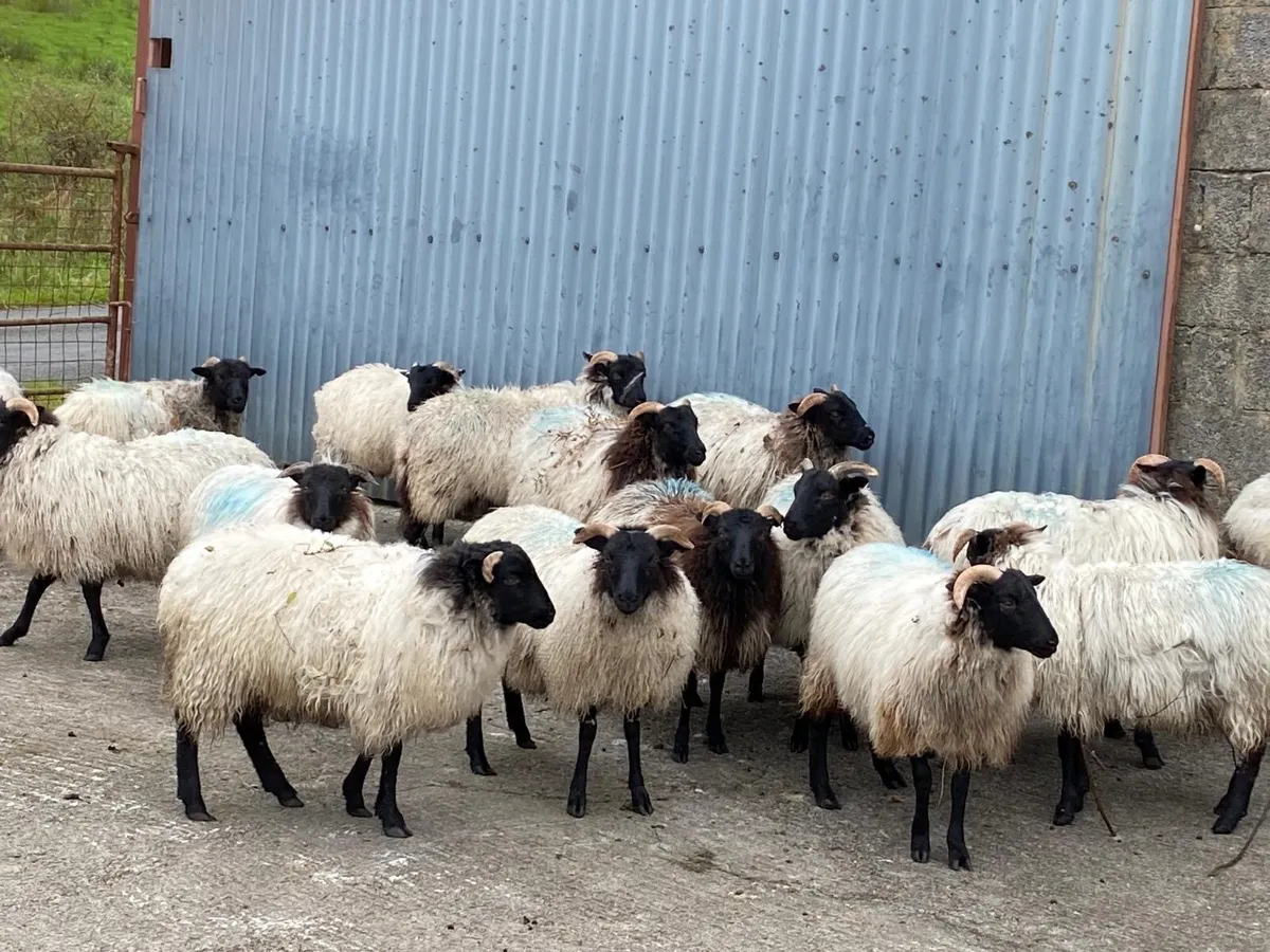 Organic ewe lambs - Image 3