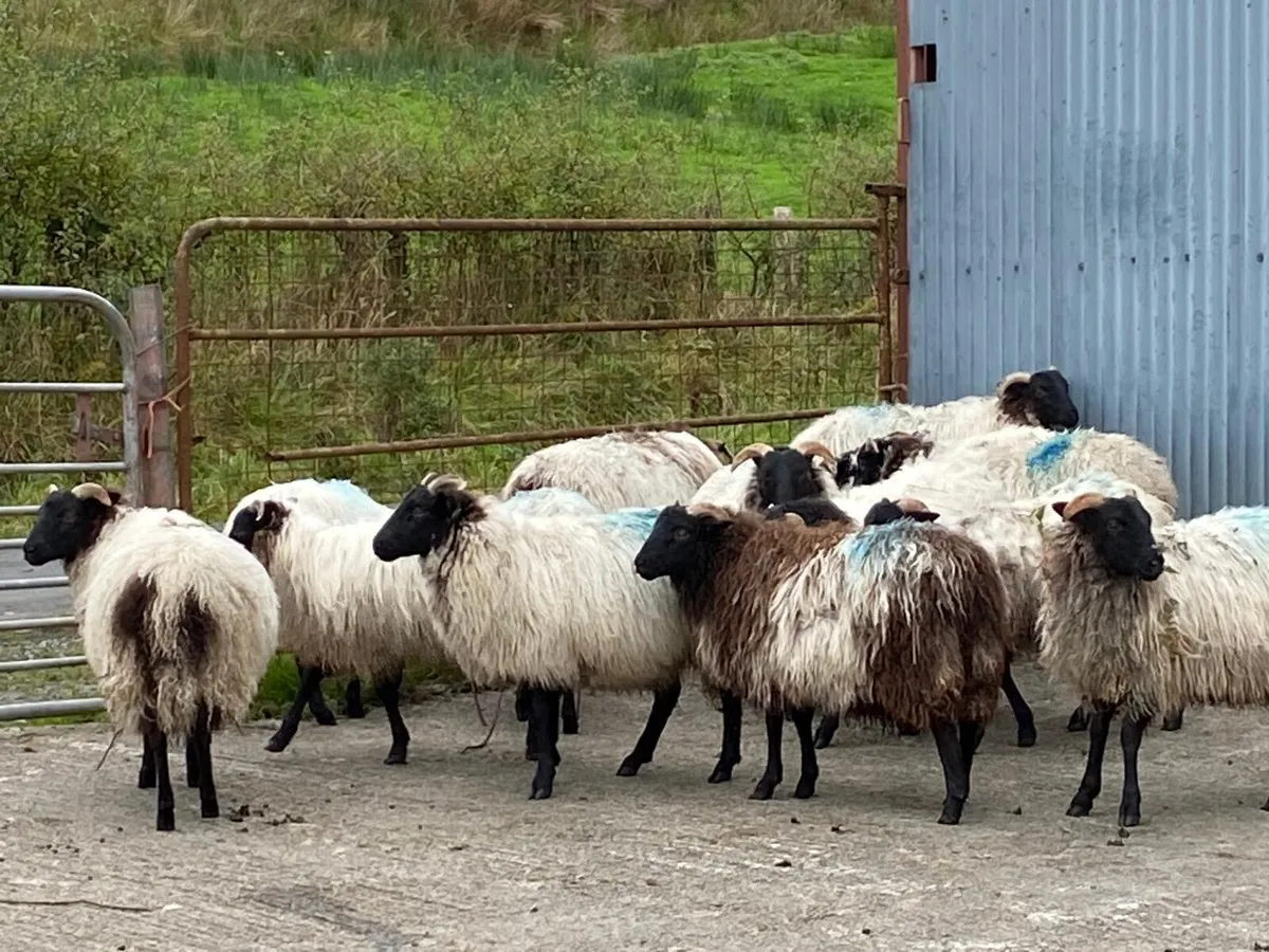 Organic ewe lambs - Image 4