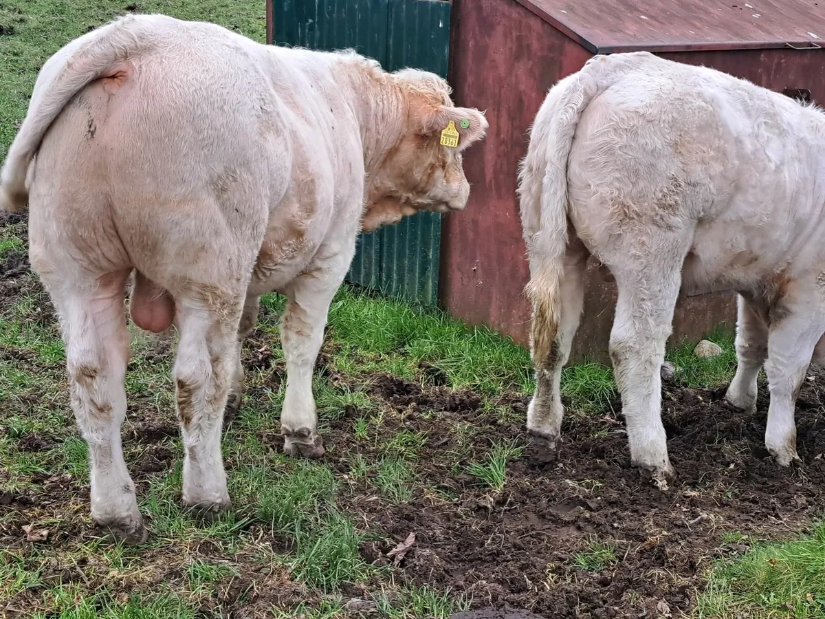 Two U-grade CHX bull weanlings - Image 2
