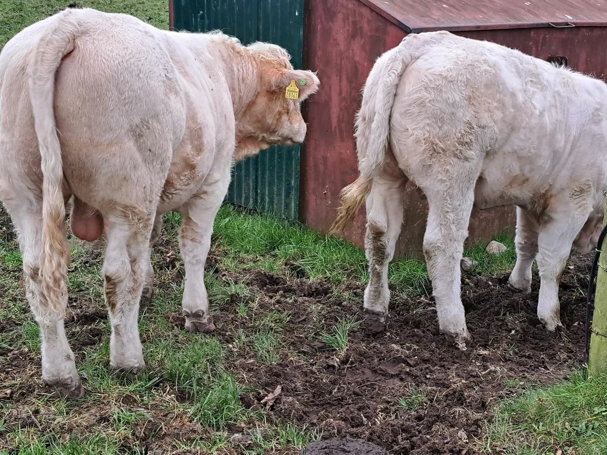 Two U-grade CHX bull weanlings - Image 3