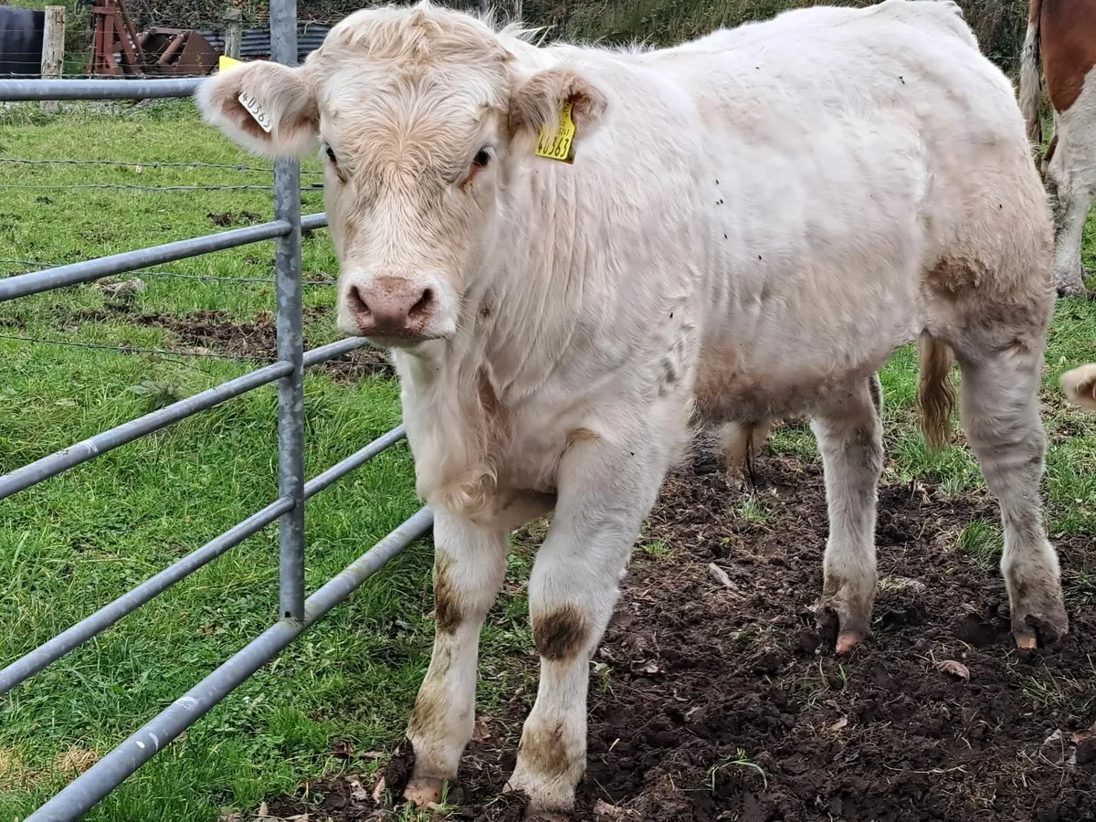 Two U-grade CHX bull weanlings - Image 4