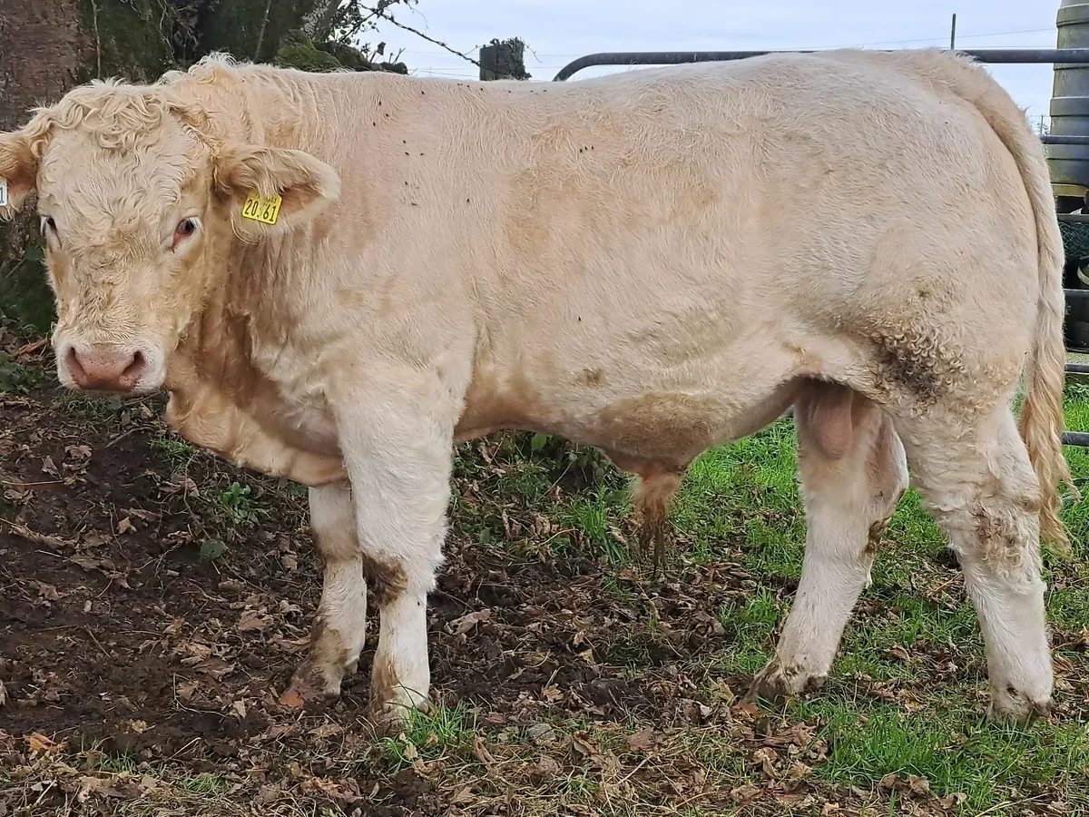 Two U-grade CHX bull weanlings - Image 1