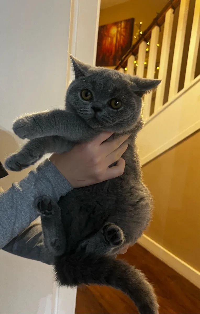 Pedigree British shorthair kittens - Image 3