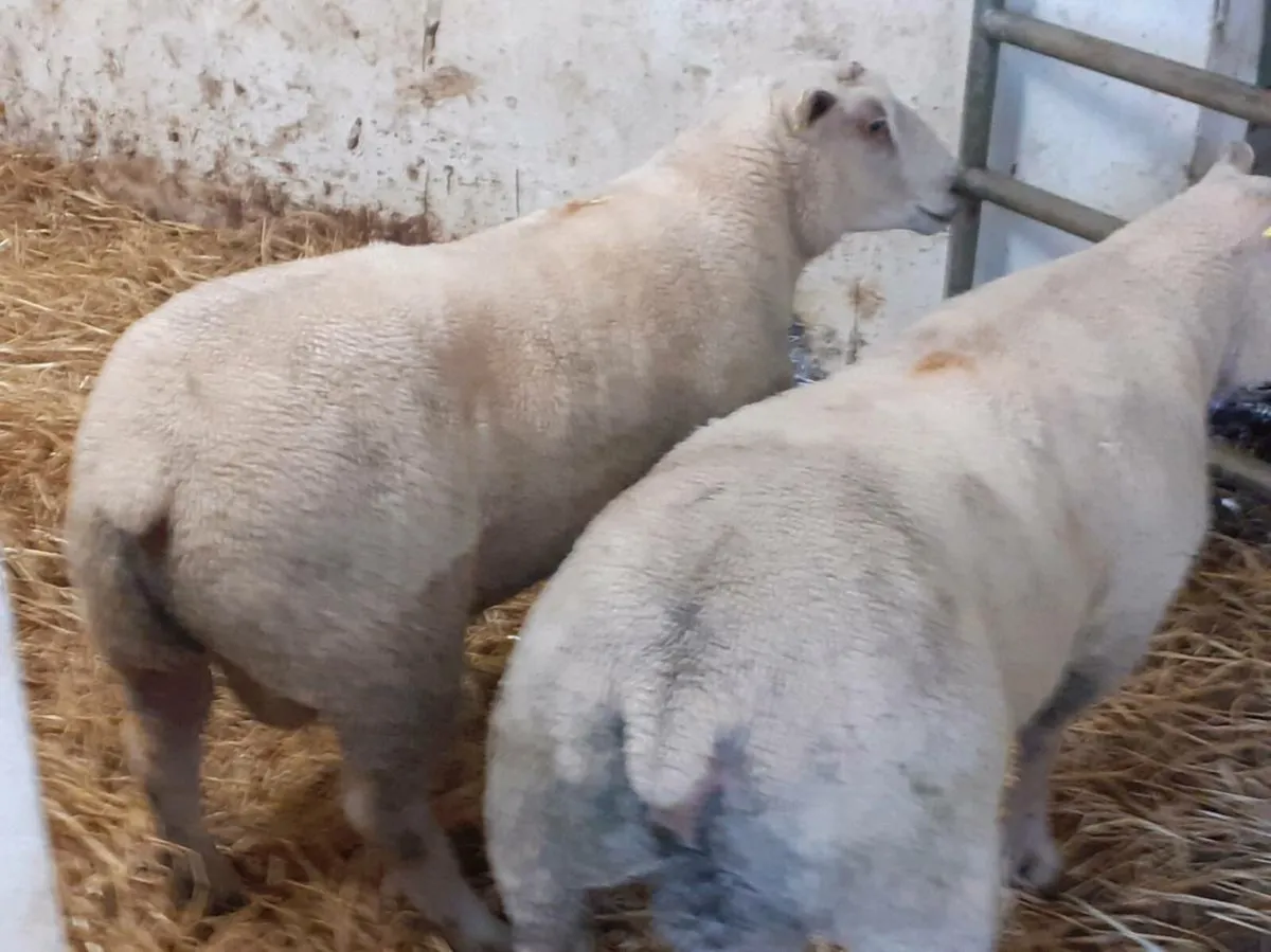 Rams - Image 1
