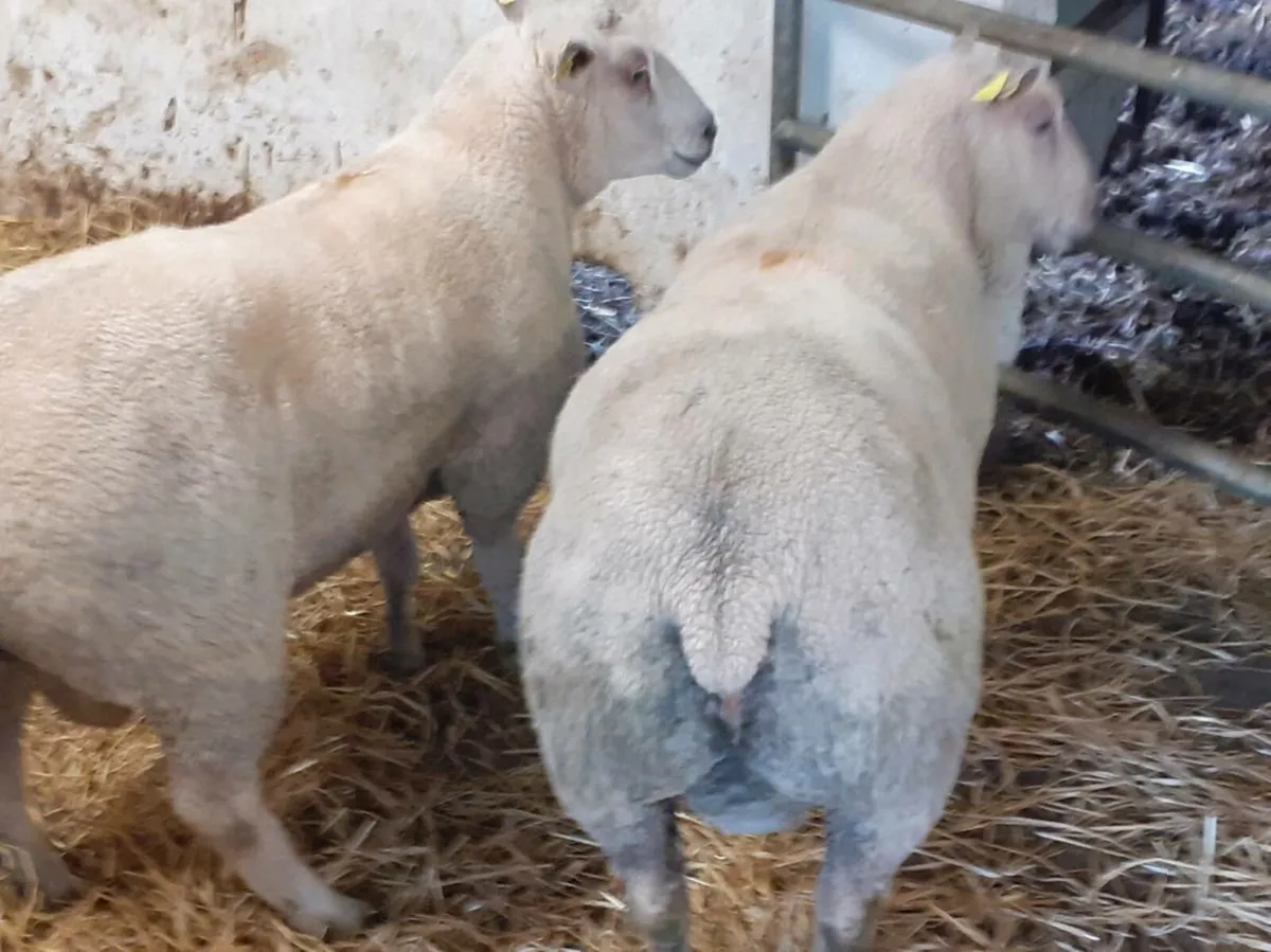 Rams - Image 2