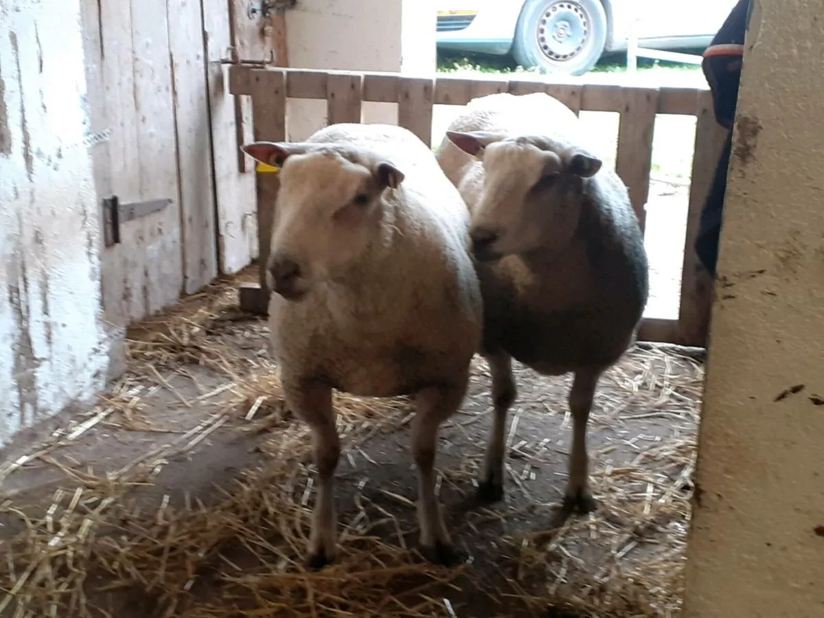 Rams - Image 3