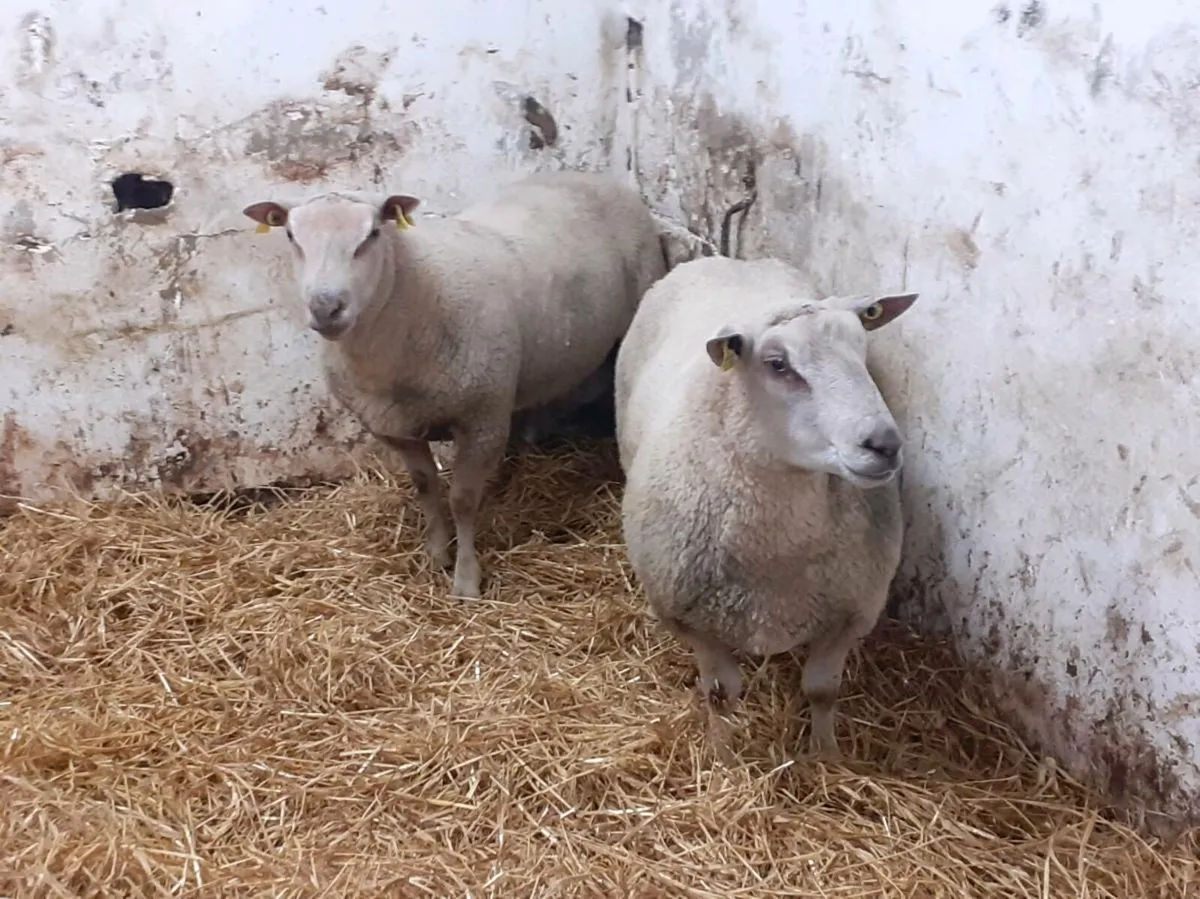 Rams - Image 4