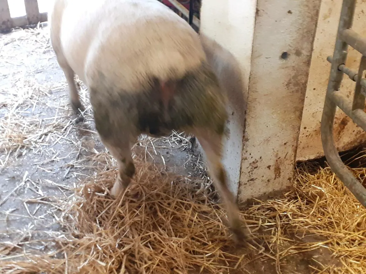 CHARTEX HOGGET RAM - Image 2