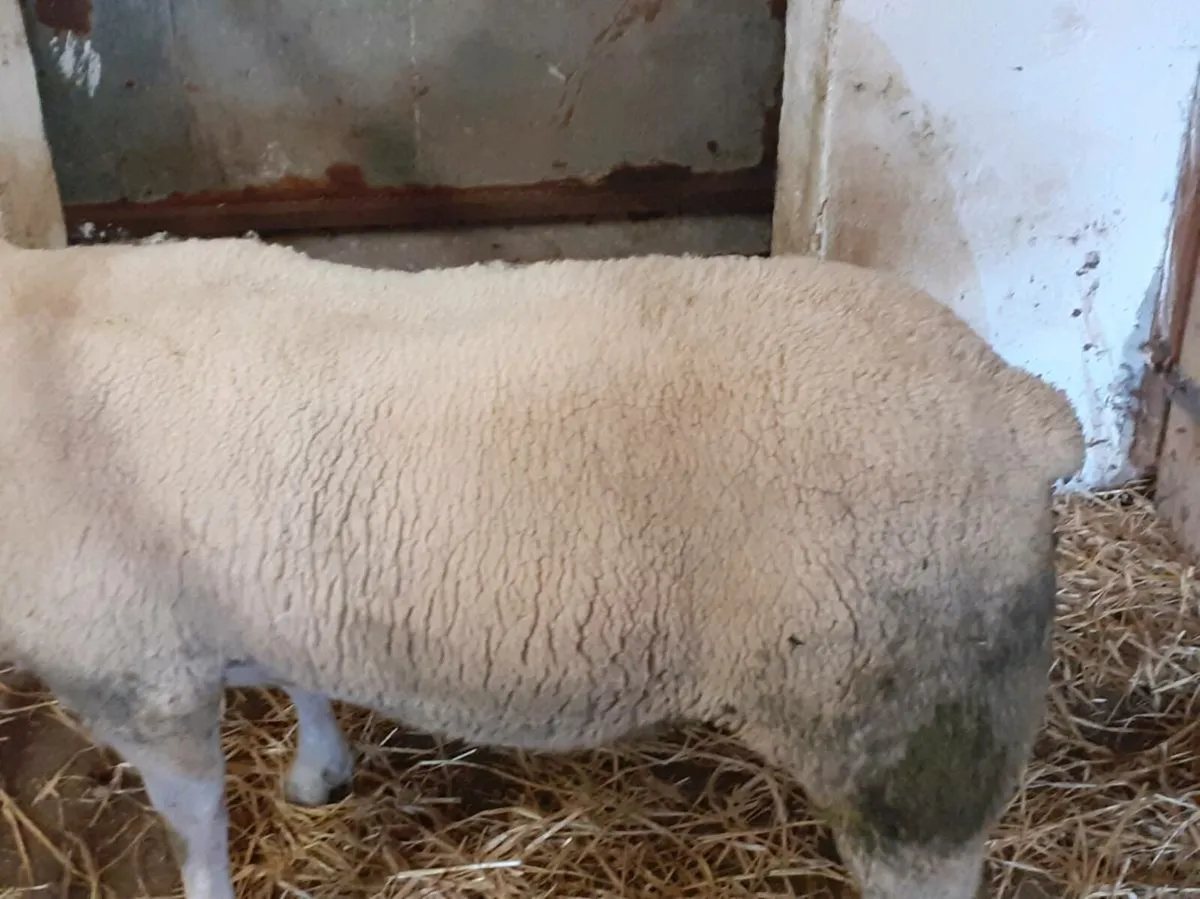 CHARTEX HOGGET RAM - Image 3