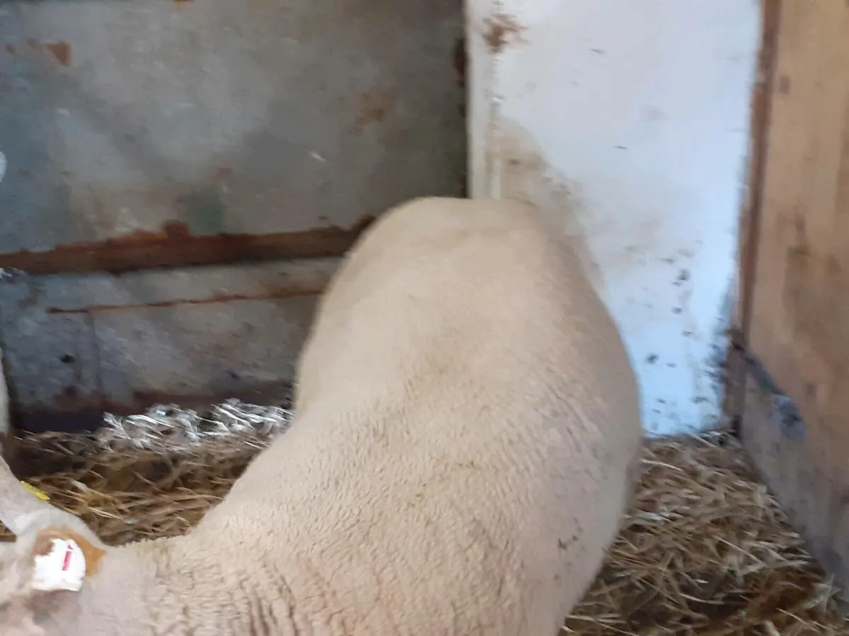 CHARTEX HOGGET RAM - Image 4