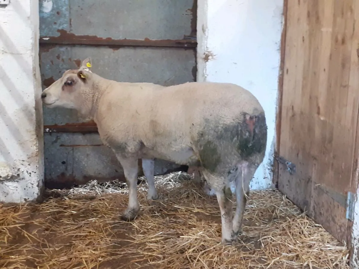 CHARTEX HOGGET RAM - Image 1
