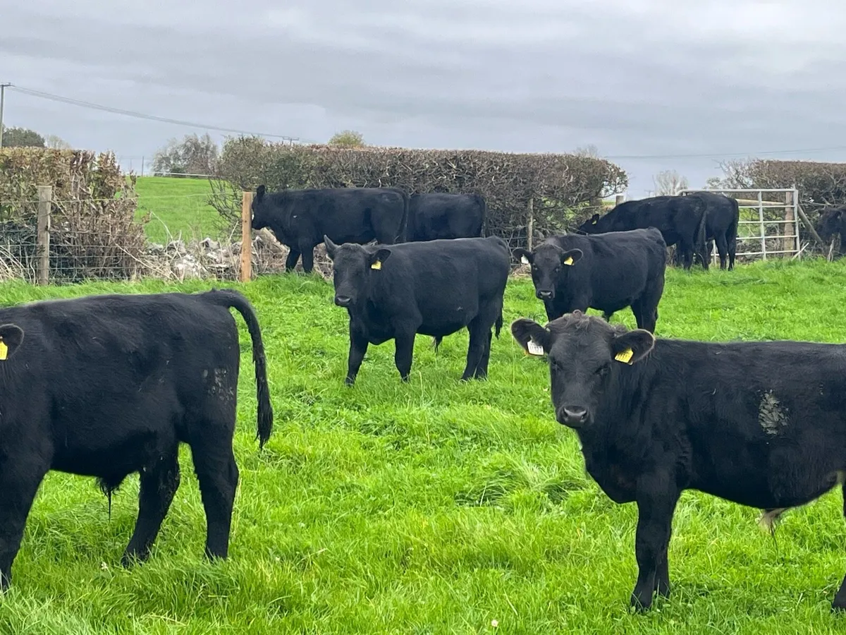 AA  weanlings - Image 3