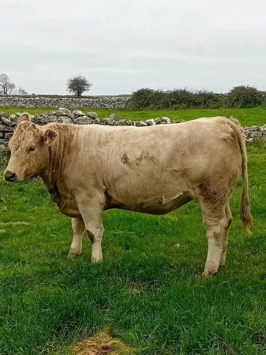 Charolais heifers - Image 1
