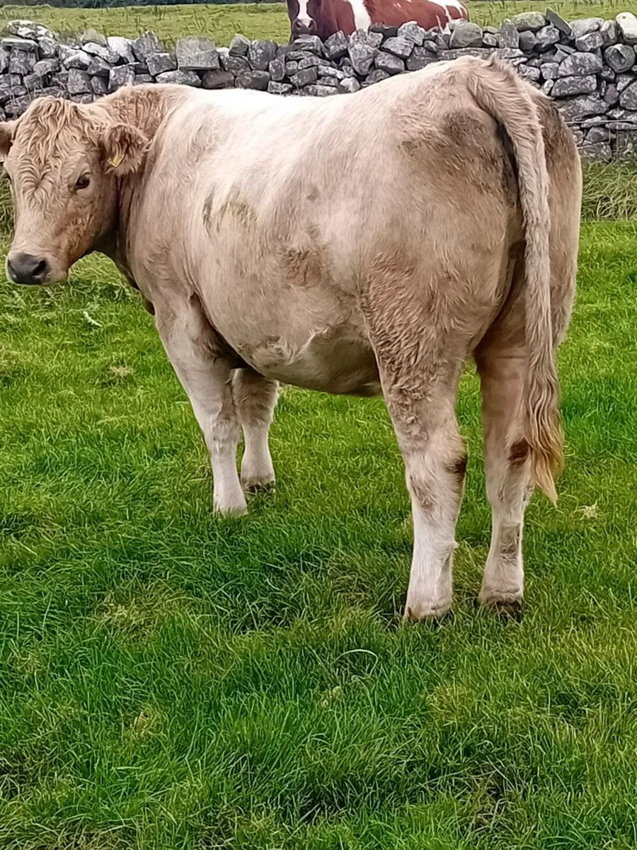 Charolais heifers - Image 2