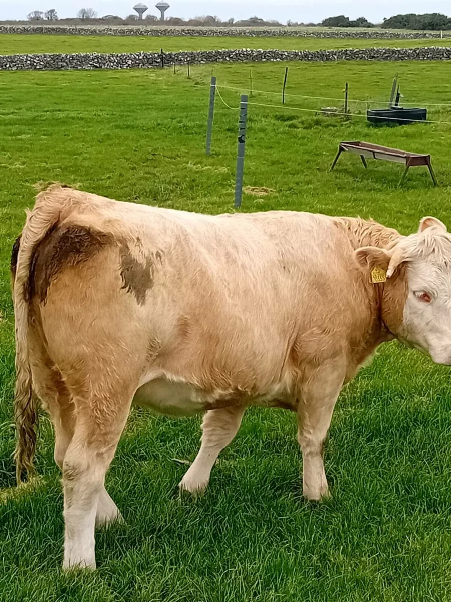 Charolais heifers - Image 3