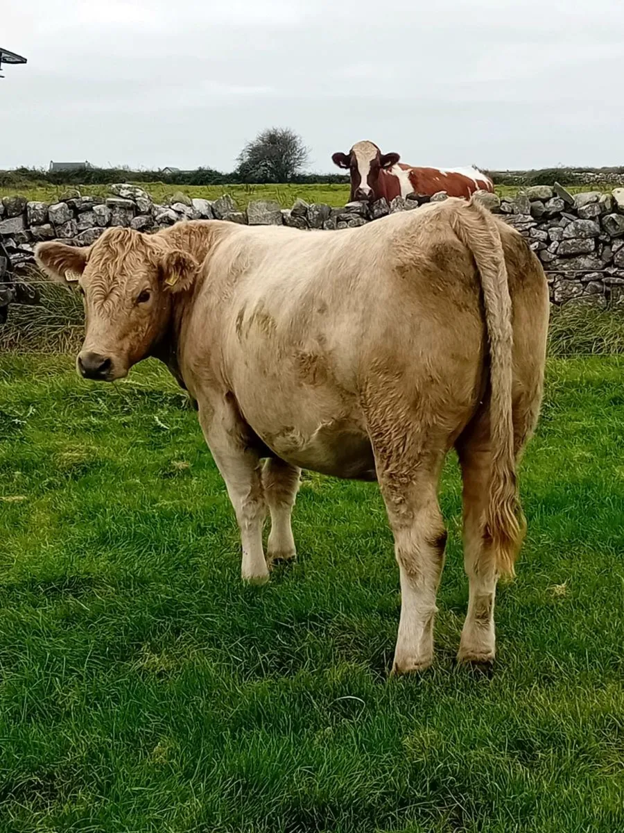 Charolais heifers - Image 4
