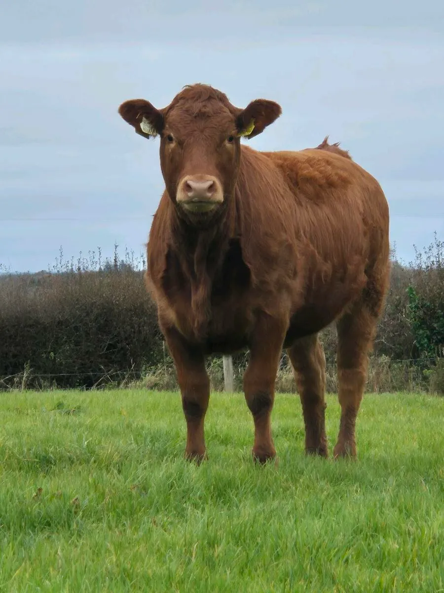 Limousin Heifers - Red & Grey (Weanlings) - Image 1
